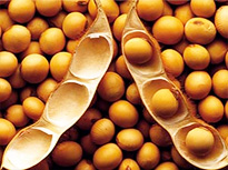 semillas soya